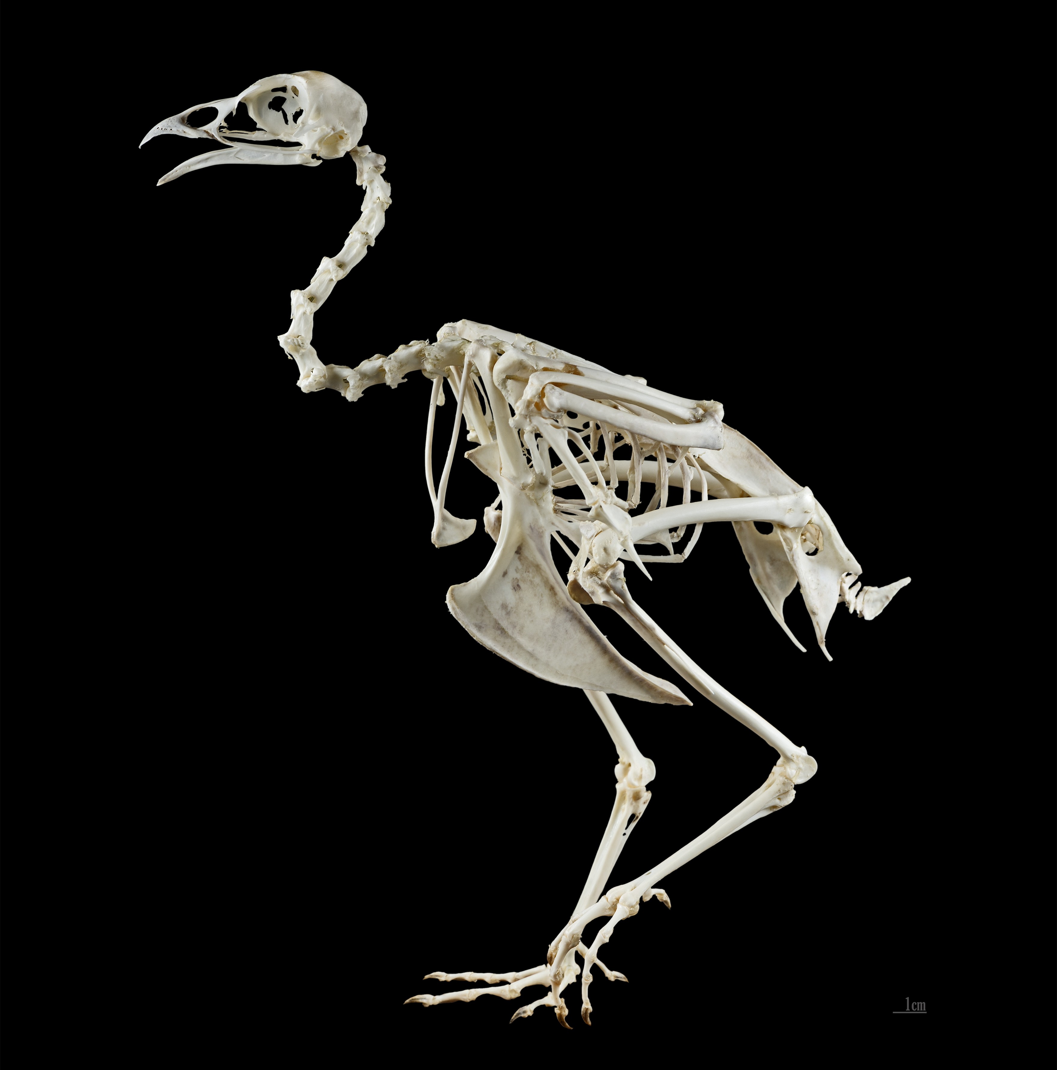 Esqueleto de faisão (Foto: wikimedia commons)