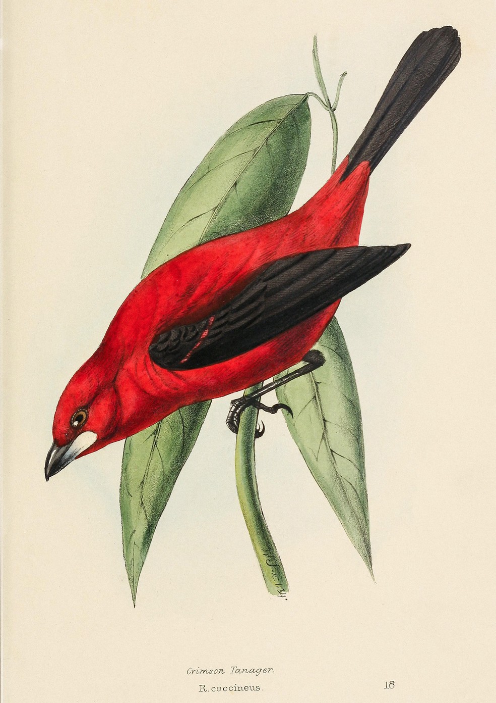 Tiê-sangue (Ramphocelus bresilius) é exclusivo da Mata Atlântica. — Foto: William Swainson/Arquivo Pessoal