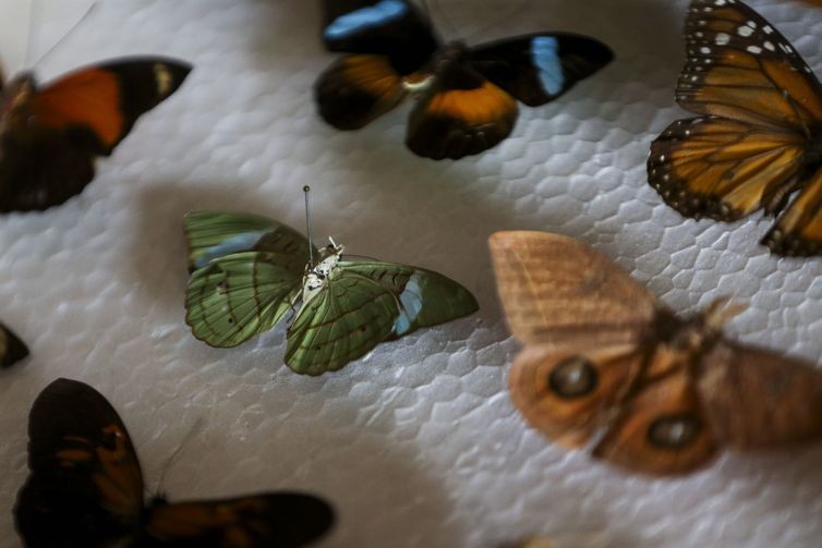 acervo insetos coleção (Foto: Marcelo Camargo/Agência Brasil)
