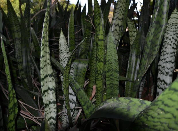 A autêntica espada-de-são-jorge, verde e rajada, é a Sansevieria zeylanica (Foto: Onofre Castilho / Flickr / Creative Commons)