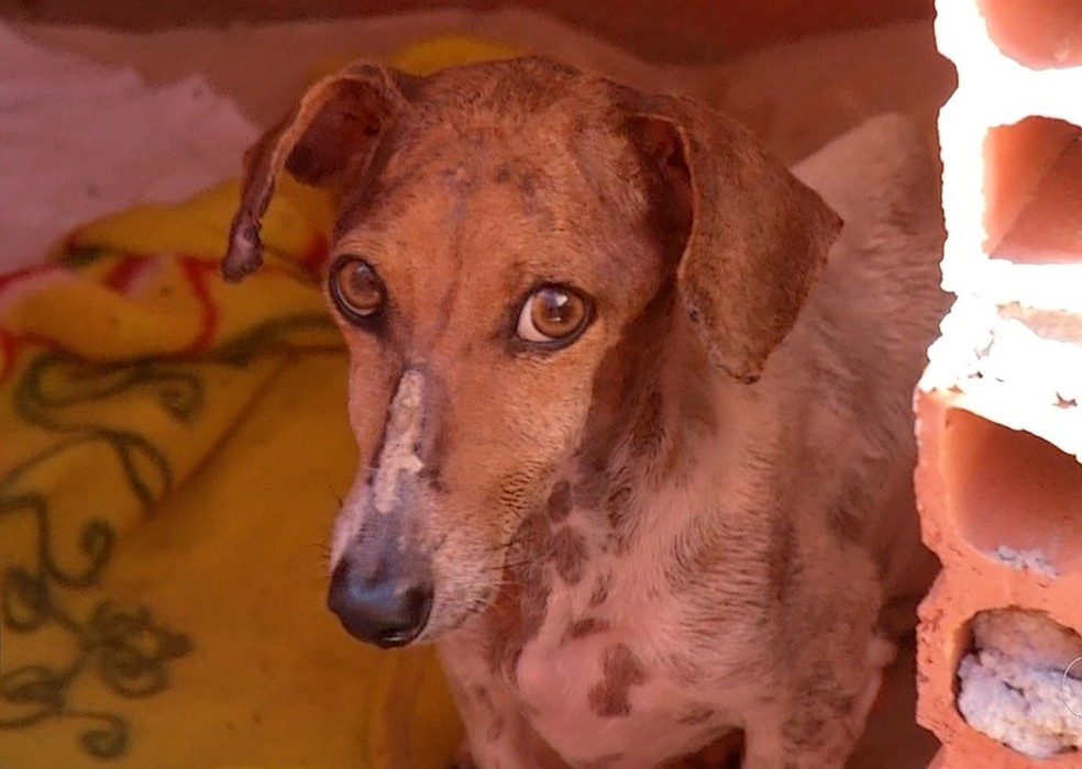 Cachorro com calazar pode morrer se não fizer tratamento — Foto: Reprodução/TV Anhnaguera