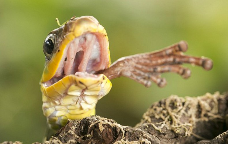  Cobra devora sapo vivo em floresta na Costa Rica (Foto: Nicolas Reusens)
