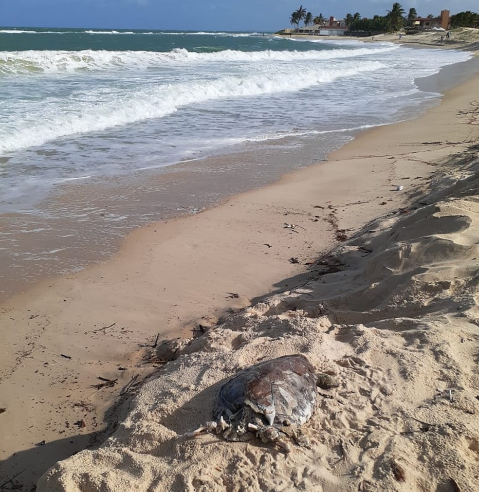 Tartarugas foram encontradas na Praia de Tabatinga, Nísia Floresta, na Grande Natal — Foto: PCCB/UERN