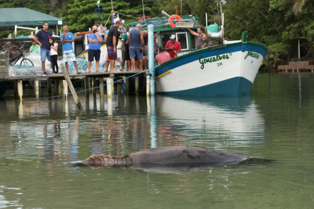 Leão-marinho no canal da Barra da Lagoa, em Florianópolis  — Foto: Nilson Coelho/R3 Animal