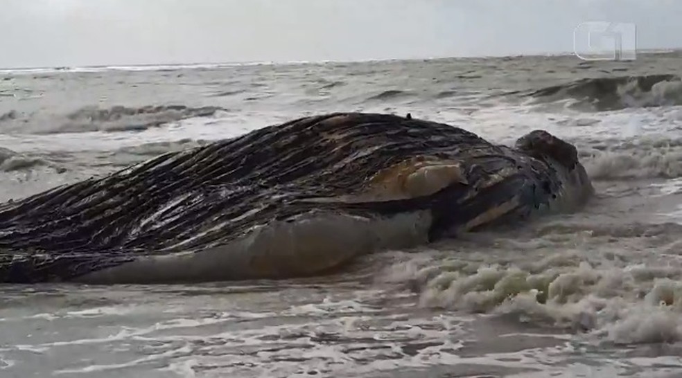 Baleia jubarte adulta foi encontrada encalhada na Bahia — Foto: Arquivo Pessoal