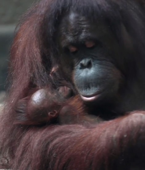 Orangotango surpreende cuidadores ao dar à luz no zoológico de Chester após negativar teste de gravidez (Foto: Reprodução @chesterzoo)