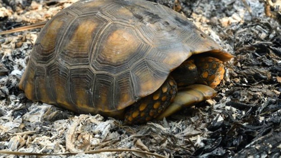 Além do risco de serem alvos das chamas, animais também convivem com a perda de habitat — Foto: André Zumak - IHP via BBC