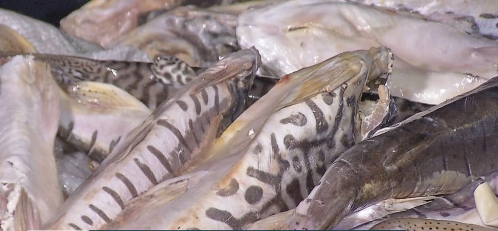 Fiscalização apreendeu 729 kg de pescado irregular nessa segunda-feira (4) em Rondonópolis — Foto: TV Centro América/Reprodução