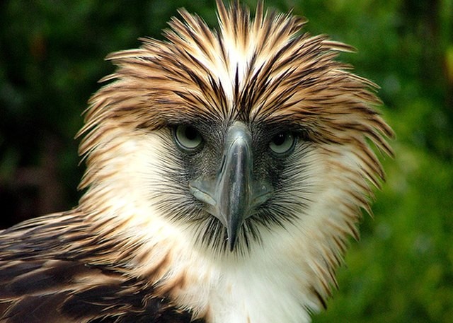 A águia-filipina é a maior ave que pode voar do mundo (Foto: HCruz985/ Wikimedia Commons/ CreativeCommons)
