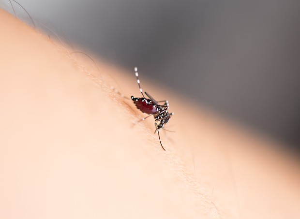 Aedes aegypti, o mosquito transmissor do zika vírus (Foto: Thinkstock)