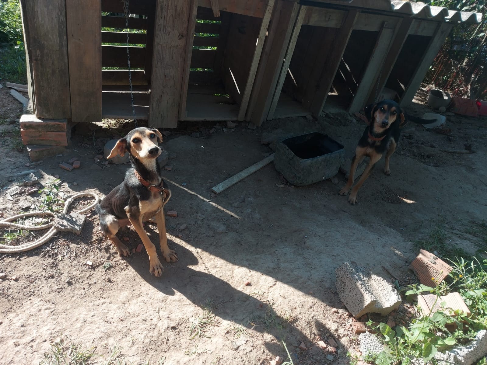 VÍDEO: Cachorros acorrentados sem água e comida são resgatados em SC; homem é preso