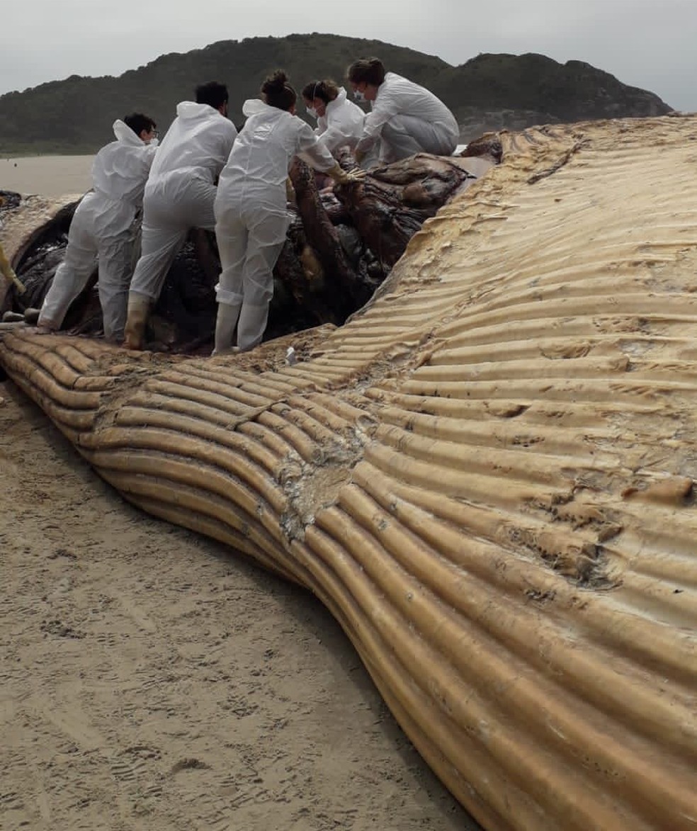 A baleia-fin é a segunda maior espécie de baleia existente no oceano — Foto: LEC/CEM/UFPR