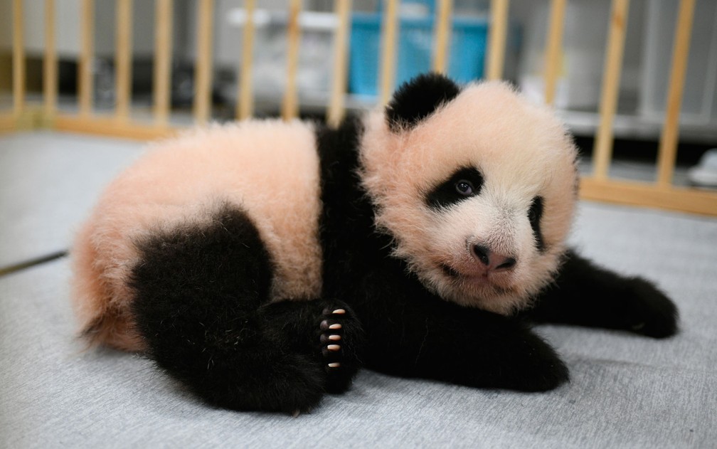A filhote de panda Lei Lei, nascida no Ueno Zoo, de Tóquio, no Japão, em foto divulgada no dia 4 de outubro — Foto: Tokyo Zoological Park Society via AP