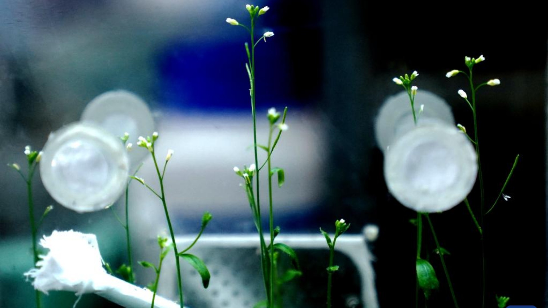 Em experimento, cientistas chineses conseguiram cultivar arroz no espaço   (Foto: Reprocução/Zheng Huiqiong)