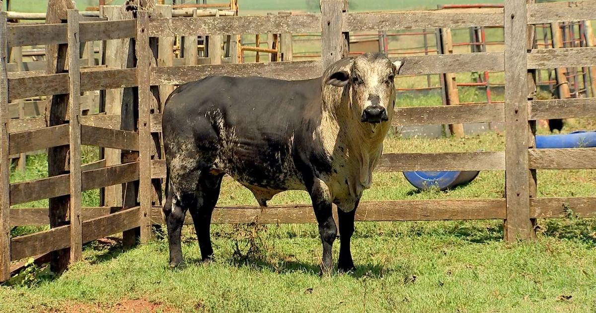 Aluguel de fazendas, treinos adaptados e dieta para animais: como foi a  vida dos peões de rodeio durante a pandemia, Festa do Peão de Americana  2022
