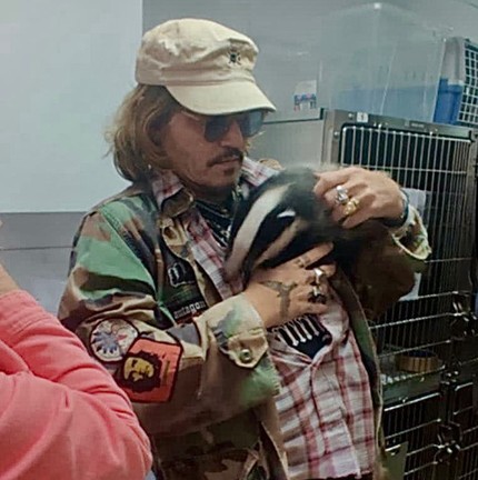 Johnny Depp segurou um texugo órfão chamado Freddie em visita a centro de resgate de animais selvagens no Reino Unido — Foto: Instagram @folly_wildlife_rescue / Reprodução