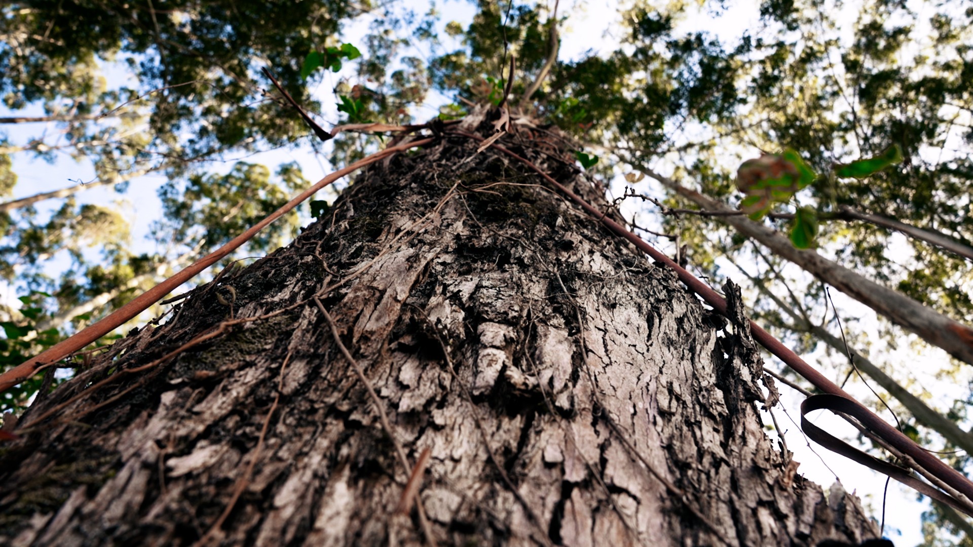 Árvore pode levar até 12 anos para virar papel: g1 conheceu a produção desde a floresta