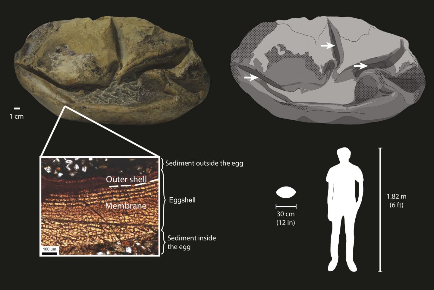 Um diagrama mostrando o ovo fóssil, suas partes e tamanho em relação a um ser humano adulto (Foto: Lucas Legendre/Jackson School of Geosciences)