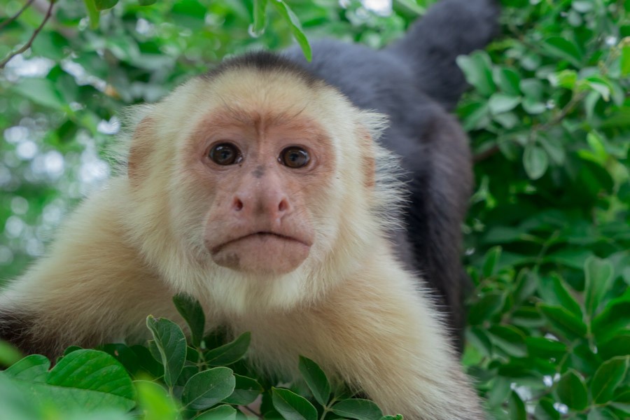 Cebus capucinus é um primata nativo das florestas da América Central e noroeste da América do Sul (Foto: Alyssa Black/ Wikimedia Commons/ CreativeCommons)