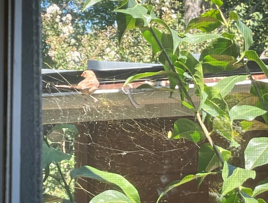 Naturalista flagrou da janela de casa cena inédita de pássaro sentado em teia de aranha