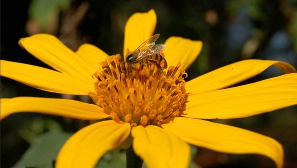 Em Santa Catarina, a apicultura aproveita os terrenos onde não seria possível produzir outras culturas: benefícios ao meio ambiente — Foto: Arquivo TG