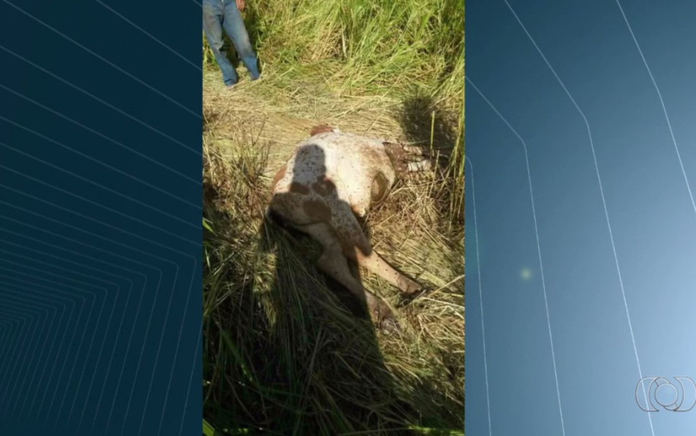 Fazendeiro registrou morte de animais no Morro do Mendanha, em Goiânia, Goiás (Foto: Reprodução/ TV Anhanguera)