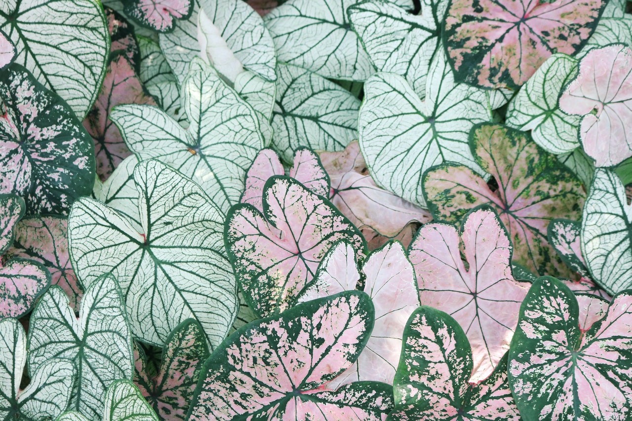 O antúrio cristalino é uma espécie de planta da família Araceae, nativa da América Central e do Sul (Foto: Pexels / Madison Inouye / Creative Commons)