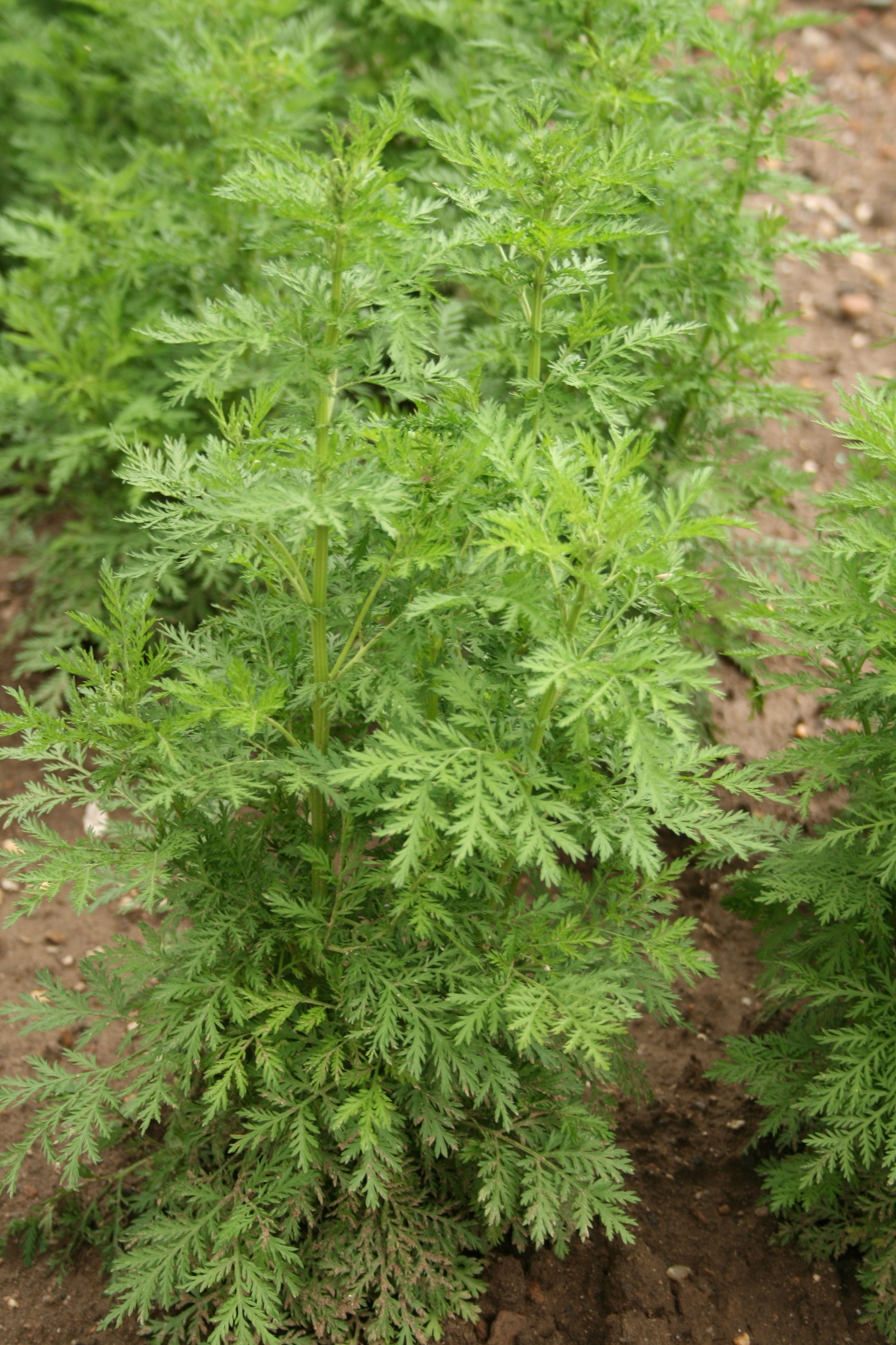 A Artemisia Annua (Foto: Wikimedia Commons)