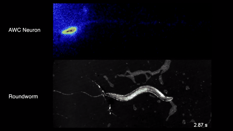 O verme está indo em uma direção, ao ser estimulado pelas ondas ultrassônicas, a criatura muda de direção (Foto: Reprodução/Youtube )
