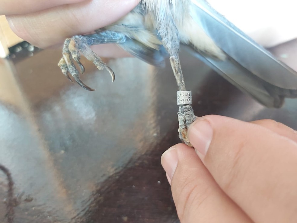 Quatro pássaros foram encontrados com anilhas adulteradas em Marília — Foto: Polícia Ambiental/Divulgação
