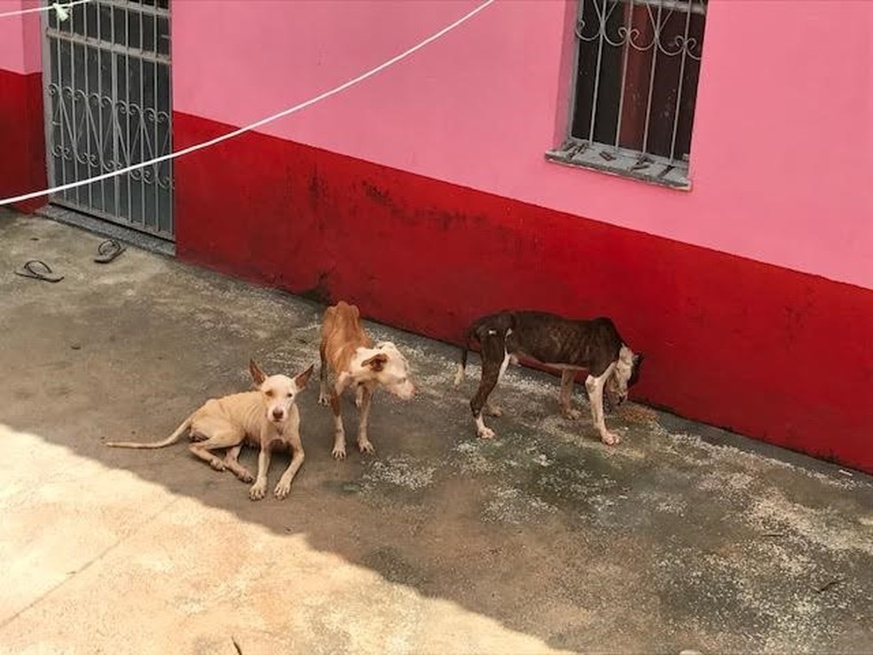 Animais desnutridos foram encontrados por policiais (Foto: Divulgação/Polícia Civil)