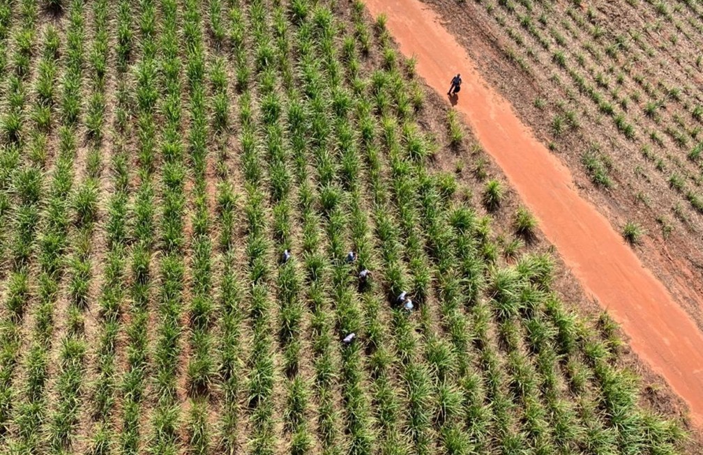 Suspeitos foram localizados com ajuda do helicóptero Águia, que localizou a dupla escondida em um canavial — Foto: Polícia Militar/Divulgação