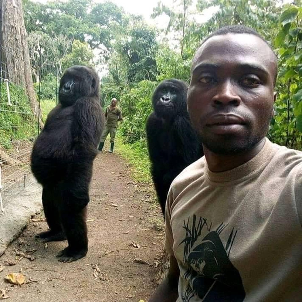 Ndeze (esquerda) e Ndakasi (direita): gorilas posam com o guarda que os resgatou quando eram bebês. — Foto: Mathieu Shamavi / Reprodução