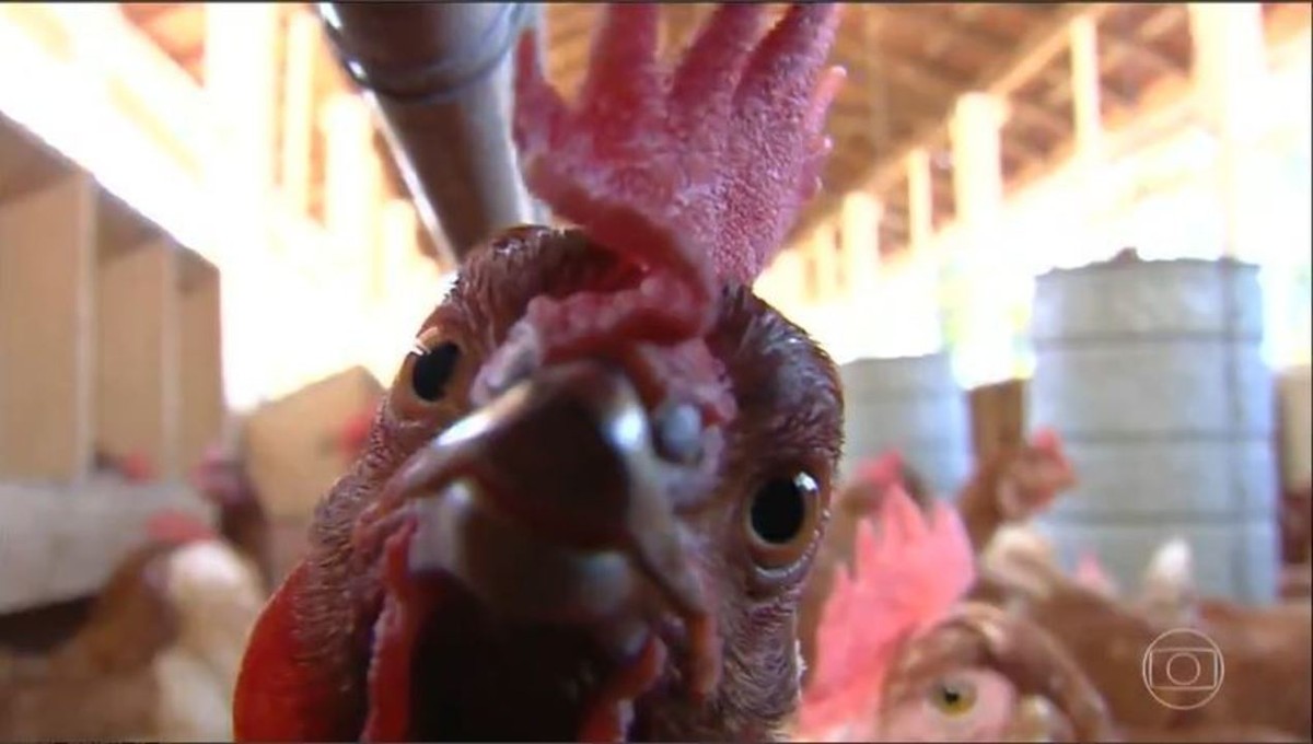 Globo Rural responde dúvida de Ana Maria Braga: por que as galinhas param de botar ovos? thumbnail