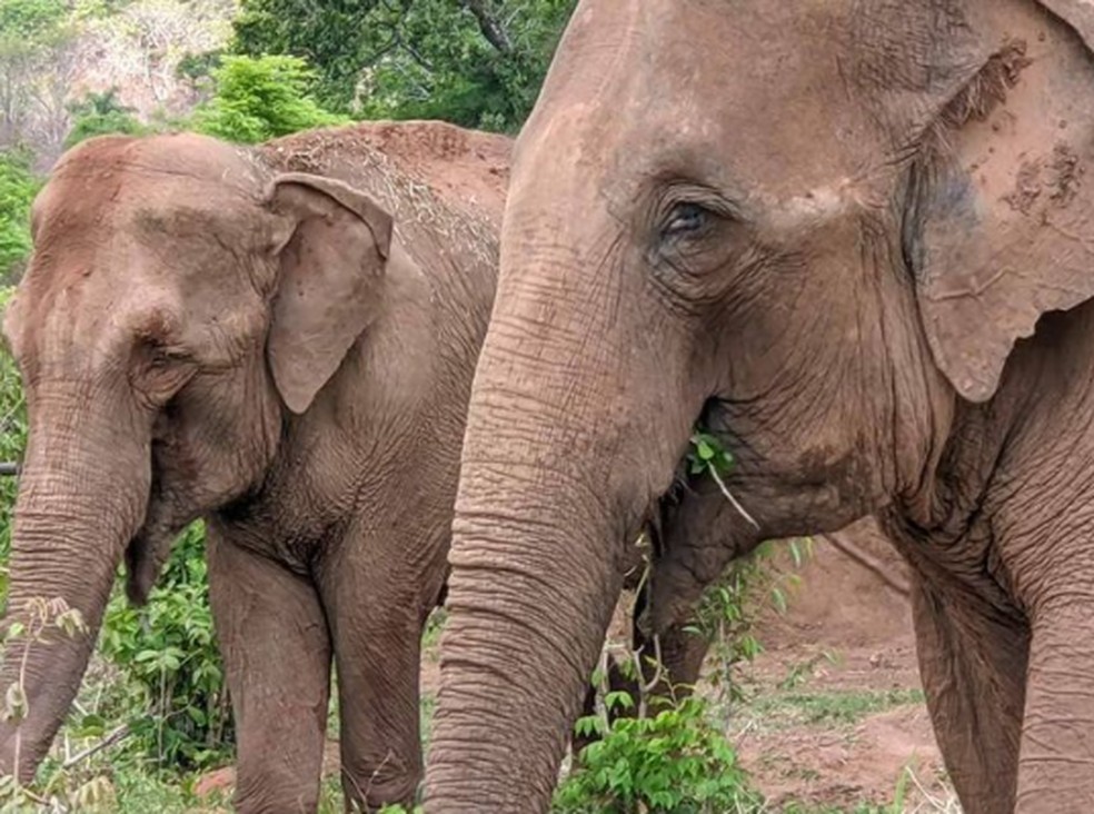 Hoje cinco elefantas vivem no Santurio  Foto: SEB/Divulgao