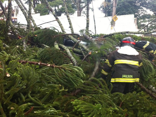 Bombeiro trabalha para tirar árvore de cima do veículo. (Foto: Bruno Oliveira/TV Diário)