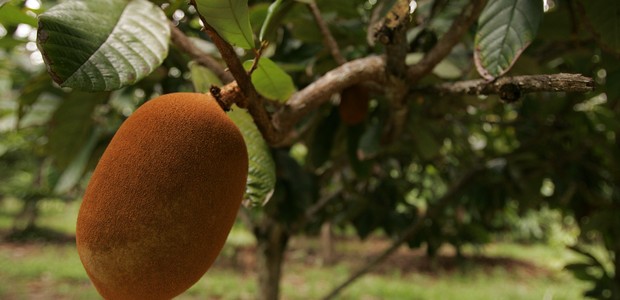 O cupuaçu é um fruto típico do norte do Brasil (Foto: Thinkstock)
