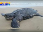 Tartaruga gigante aparece morta na praia de Capão da Canoa, no RS