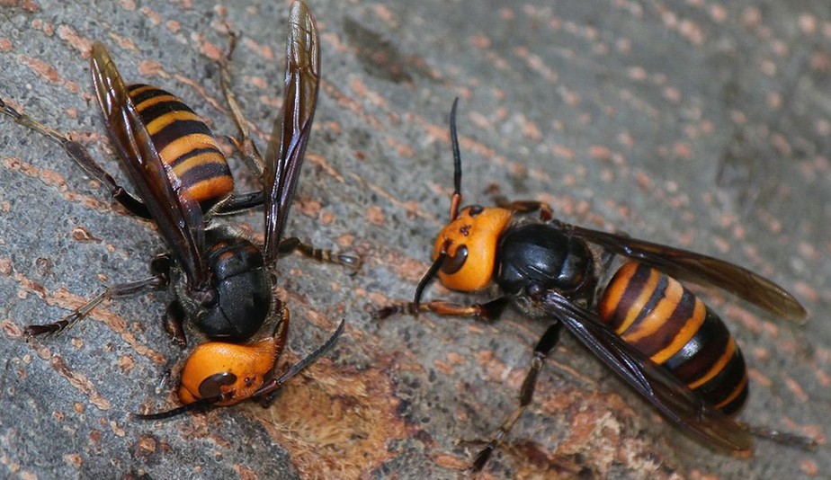Os insetos de aparência assustadora são temidos principalmente por sua capacidade de exterminar as abelhas. Mas também pode ser letal para os humanos.