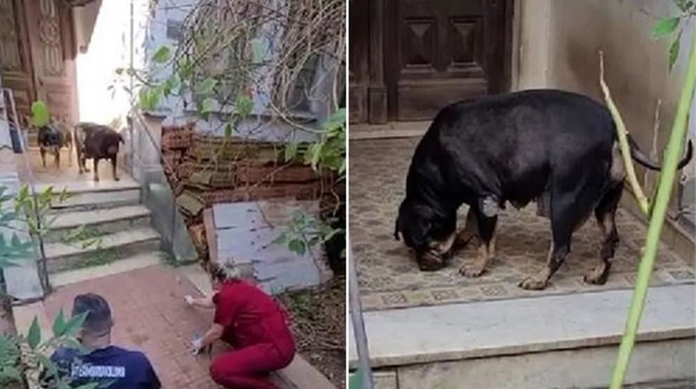 ONG entra em casa abandonada de Higienópolis para resgatar cães deixados sem água e comida — Foto: Reprodução