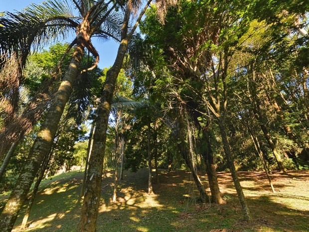 Faça um tour virtual pelo Jardim Botânico de São Paulo (Foto: Getty Images)