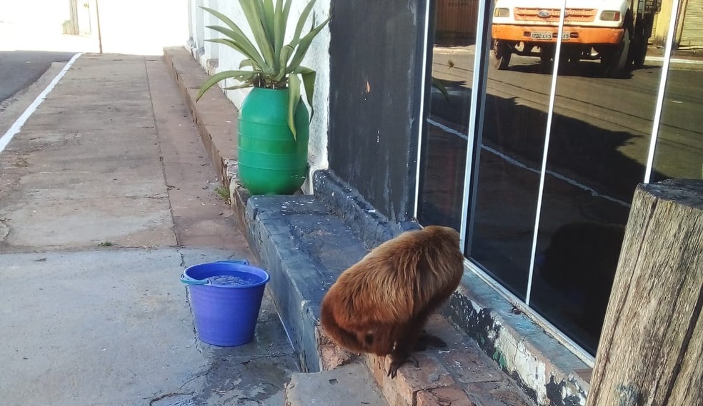 Prefeitura de Balbinos afirmou ter chamado o Corpo de Bombeiros para retirar o animal do local — Foto: Ana Paula/Arquivo pessoal