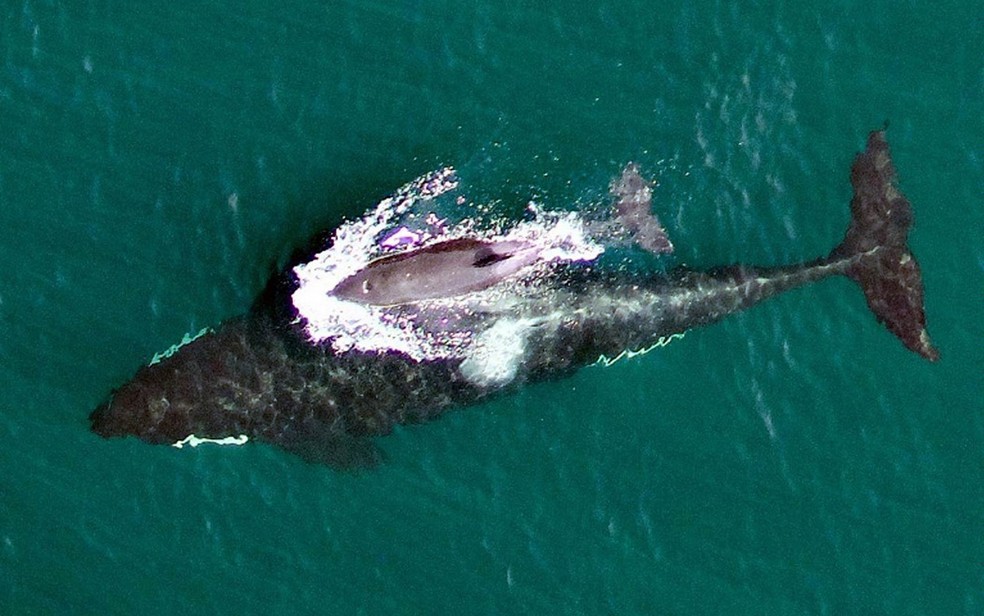 Imagem feita com drone mostra a baleia orca L91 nadando com seu filhote, L122, nas águas da Columbia Britânica, Canadá. (Foto: AP/NOAA Fisheries Southwest Fisheries Science Center and Vancouver Aquarium)