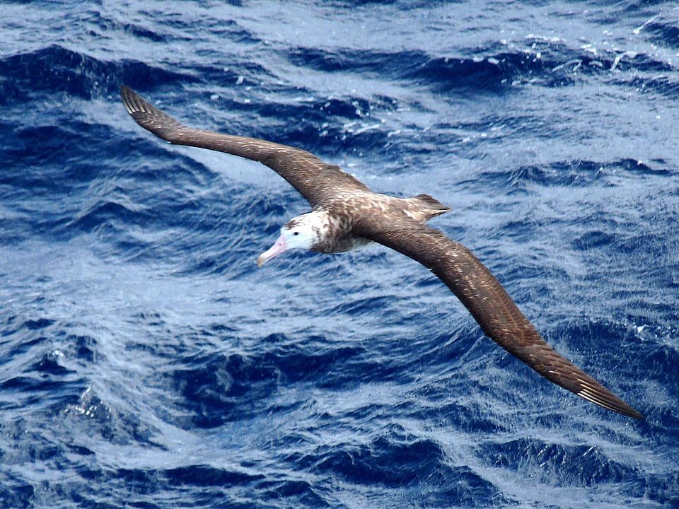 Albatroz-gigante está presente durante todo o ano em mares brasileiros