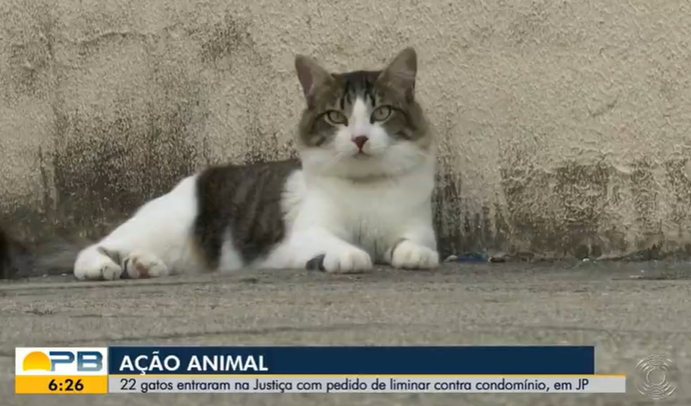 Gatos entram na Justiça contra condomínio que quer impedir presença de animais no local, na PB — Foto: Reprodução/TV Cabo Branco