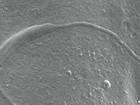 Espermatozoide de 50 milhões de anos é encontrado na Antártica