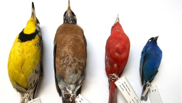 Uma análise de pássaros mortos coletados em Chicago ao longo de quase 40 anos mostrou que o tamanho total de várias espécies diminuiu com o aumento das temperaturas (Foto: FIELD MUSEUM via BBC NEWS)