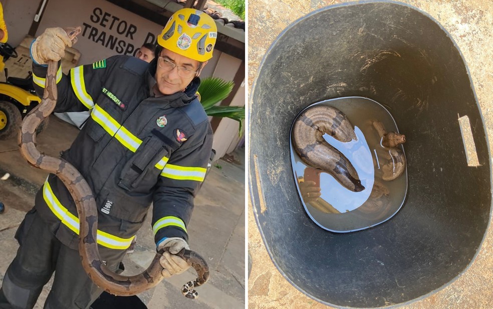 Cobra é resgatada dentro de clube em Caldas Novas