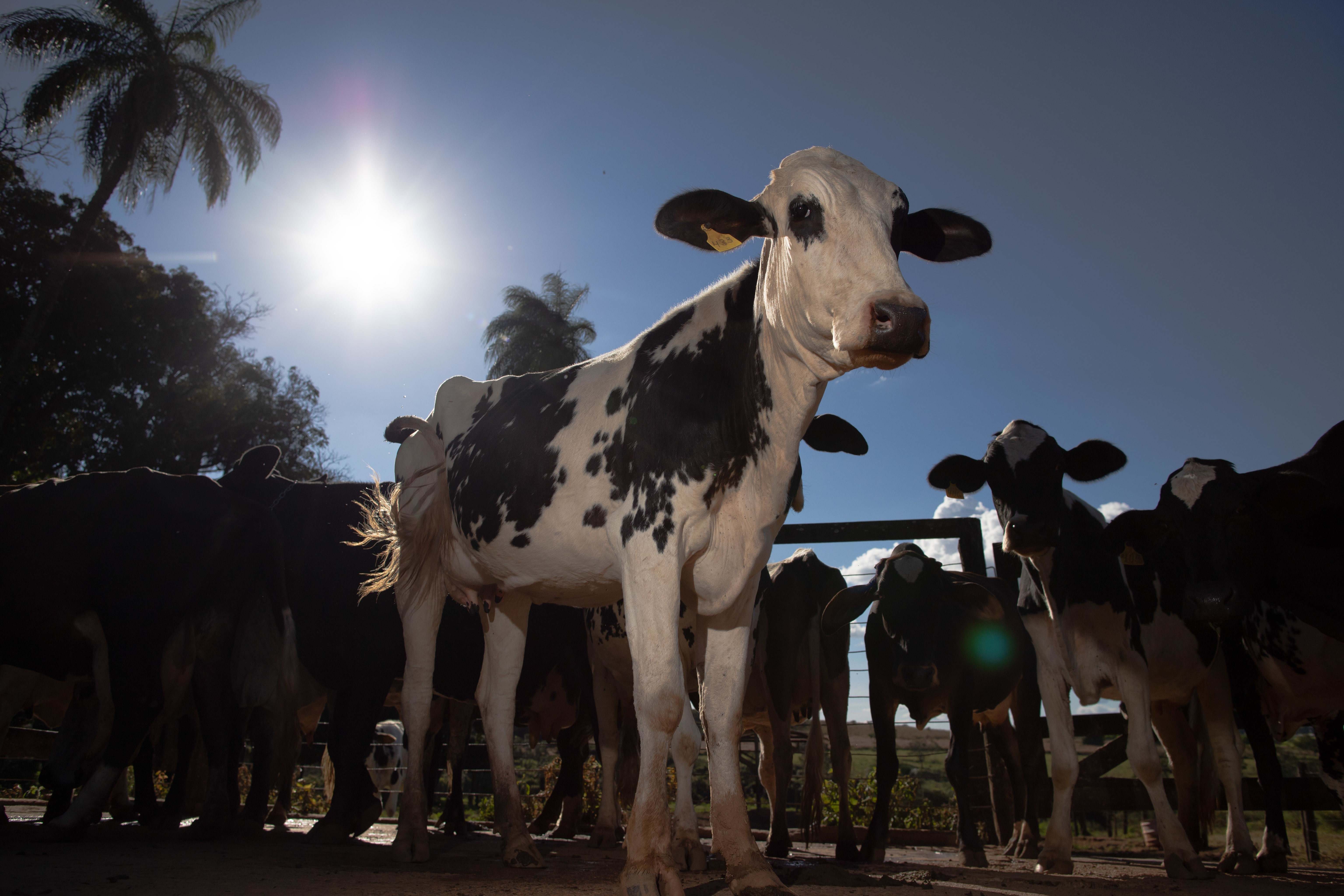 Abate de bovinos no Brasil recua 8,5% em 2020 após três anos de alta, diz IBGE thumbnail