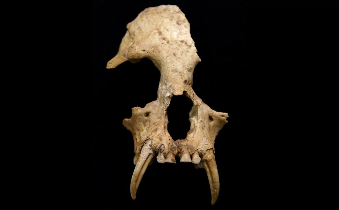 Crânio encontrado do gibão Junzi imperialis (Foto: Samuel Turvey/Zoological Society of London)